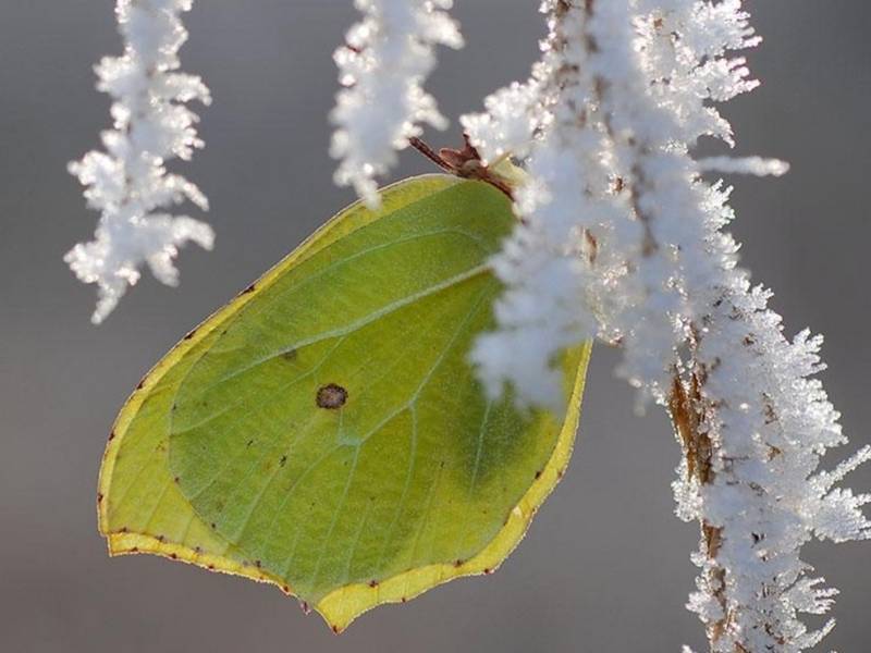 Zitronenfalter in Winterstarre, Foto E. Pfeuffer.jpg